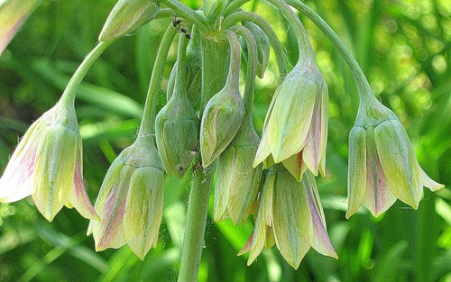 Allium tripedale, Alllim roseum subsp. Persicum, Nectaroscordum persicum, Honey garlic, honey lily, 